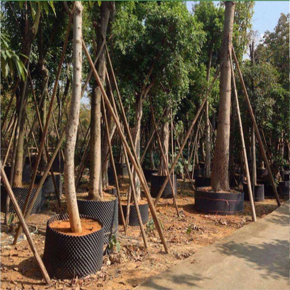 Grow Container Garden Tree Bon - Nursery review and price